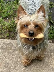 Lost Male Dog last seen Dixwell ave, New Haven, CT 06511