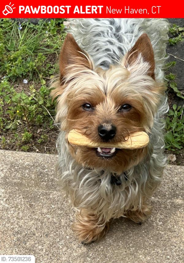 Lost Male Dog last seen Dixwell ave, New Haven, CT 06511