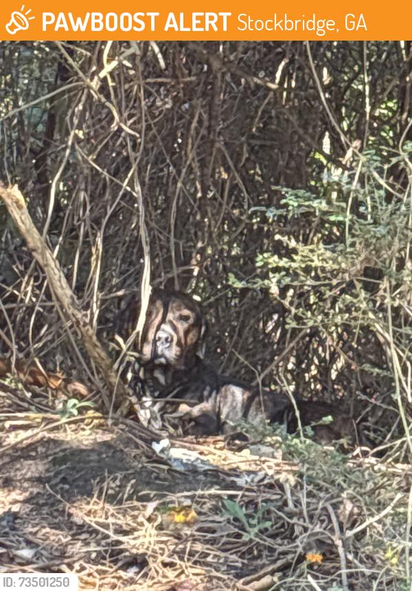 Found/Stray Unknown Dog last seen Crystal Car Wash, Stockbridge, GA 30281