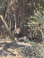 Found/Stray Unknown Dog last seen Crystal Car Wash, Stockbridge, GA 30281