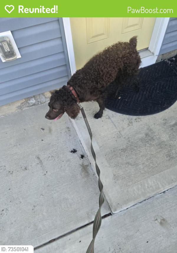 Reunited Female Dog last seen Watkins Bridge Rd, Greenville, SC 29617