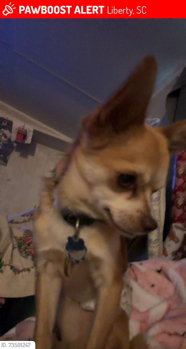 Lost Male Dog last seen West bagwell and breazeale road, Liberty, SC 29657