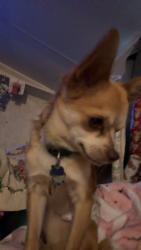 Lost Male Dog last seen West bagwell and breazeale road, Liberty, SC 29657