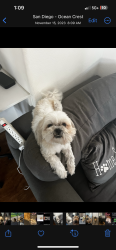 Lost Female Dog last seen Near Seaglen Way, canyon behind the hse, San Diego, CA 92154