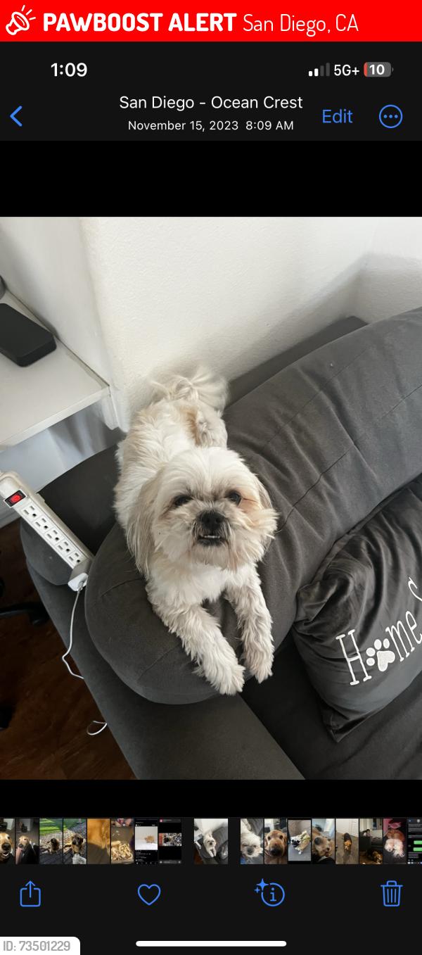 Lost Female Dog last seen Near Seaglen Way, canyon behind the hse, San Diego, CA 92154