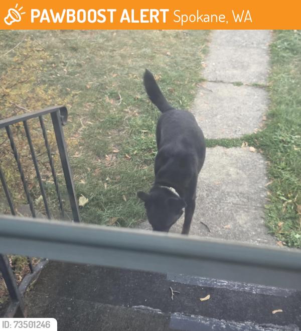 Found/Stray Unknown Dog last seen E. Liberty Ave and Cincinnati st., Spokane, WA 99207