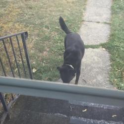 Found/Stray Unknown Dog last seen E. Liberty Ave and Cincinnati st., Spokane, WA 99207