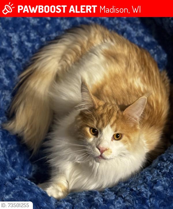 Lost Male Cat last seen Meadwood Dr. Whitney Way Madison WI 53711, Madison, WI 53711
