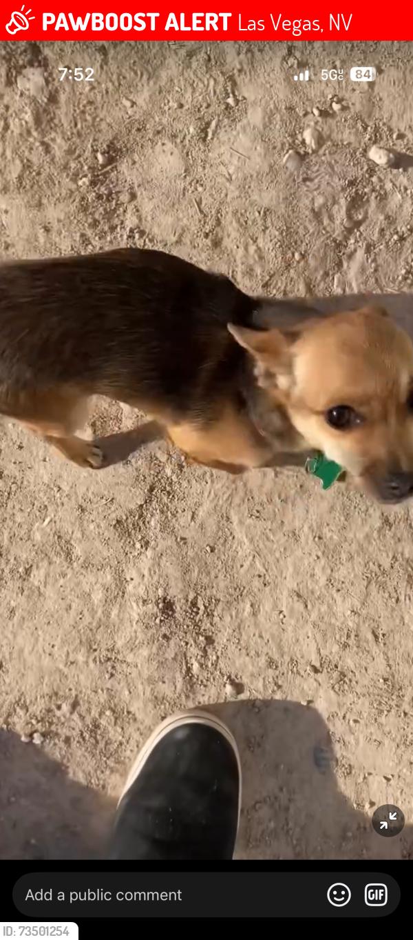 Lost Female Dog last seen Carey and pecos, Las Vegas, NV 89115
