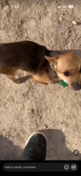 Lost Female Dog last seen Carey and pecos, Las Vegas, NV 89115