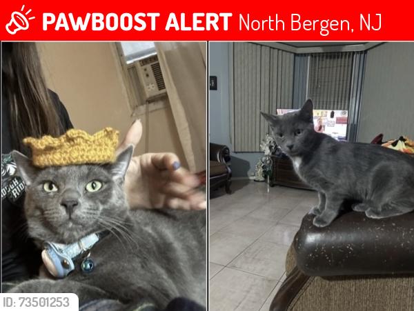 Lost Male Cat last seen 23rd street & JFK Blvd, North Bergen, NJ 07047