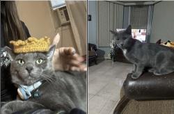 Lost Male Cat last seen 23rd street & JFK Blvd, North Bergen, NJ 07047