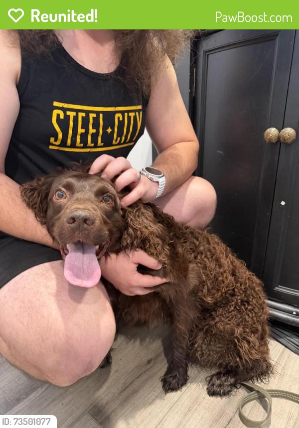 Reunited Female Dog last seen Bearmont trl, Berea, SC 29617