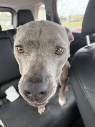 Reunited Female Dog last seen Airways near state line, Southaven, MS 38671