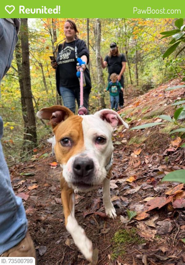 Reunited Female Dog last seen Wassler Meats, Cincinnati, OH 45211