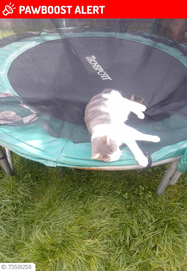 Lost Female Cat last seen Burton latimer, Burton Latimer, England NN15 5GP