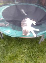 Lost Female Cat last seen Burton latimer, Burton Latimer, England NN15 5GP