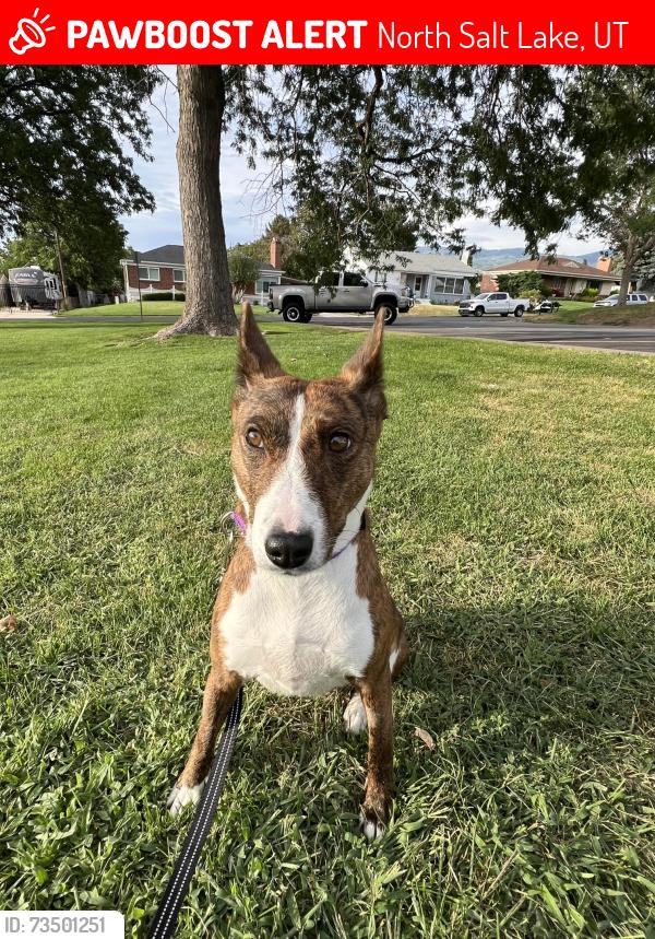 Lost Female Dog last seen Highway 89 and west 3800 s, North Salt Lake, UT 84054