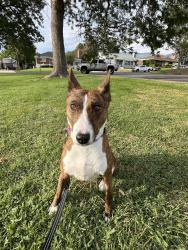Lost Female Dog last seen Highway 89 and west 3800 s, North Salt Lake, UT 84054