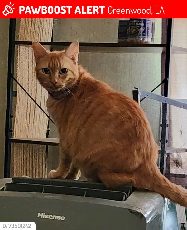 Lost Female Cat last seen N. Woodlands Trail, Greenwood, LA 71033