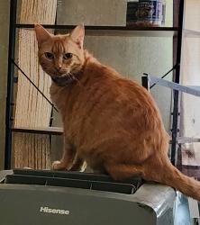 Lost Female Cat last seen N. Woodlands Trail, Greenwood, LA 71033