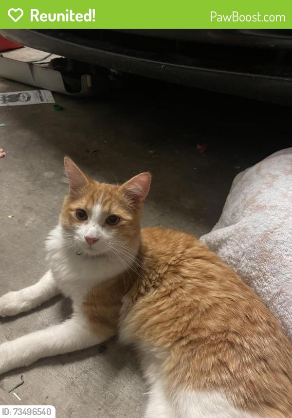 Reunited Unknown Cat last seen Greenway Rd & Cotton Ln, Surprise, AZ 85388