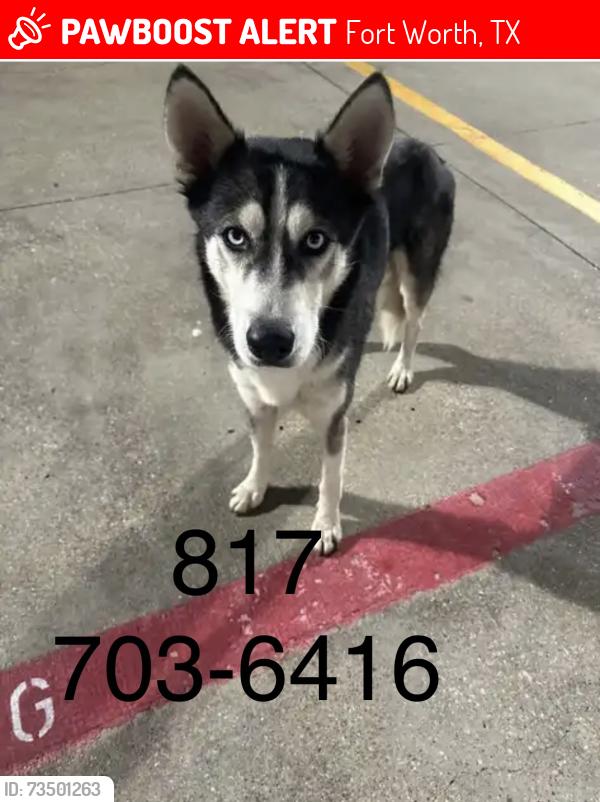 Lost Male Dog last seen N Ayers Ave, Fort Worth, TX 76112