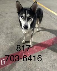 Lost Male Dog last seen N Ayers Ave, Fort Worth, TX 76112