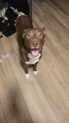 Lost Female Dog last seen Fry and i10, Houston, TX 77084