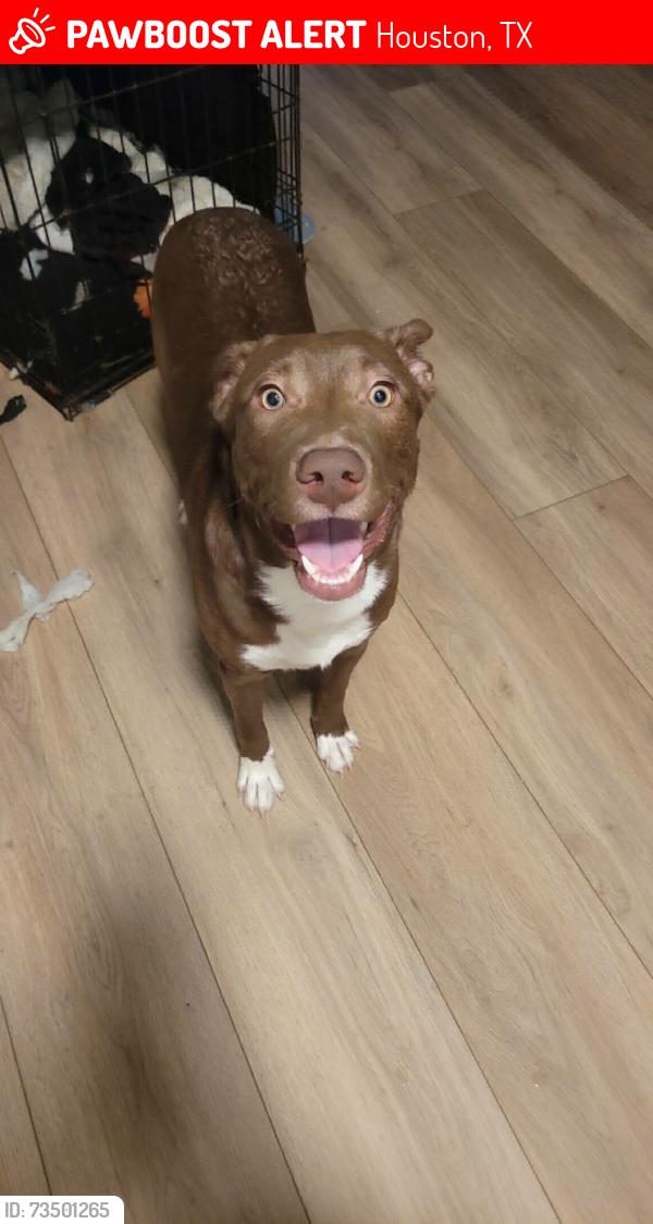 Lost Female Dog last seen Fry and i10, Houston, TX 77084