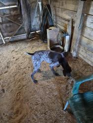 Reunited Male Dog last seen Garner Chapel Rd and Jim Best Rd, Duplin County, NC 28578