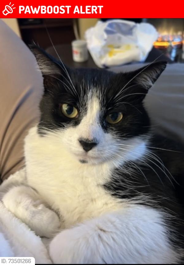 Lost Male Cat last seen Fruithill care home, Andersonstown, Northern Ireland 