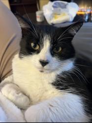 Lost Male Cat last seen Fruithill care home, Andersonstown, Northern Ireland 