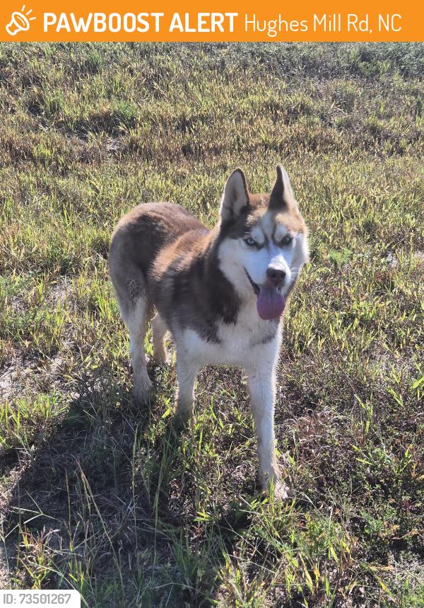 Found/Stray Male Dog last seen N 62 and Hughes Mill Rd, Hughes Mill Rd, NC 27217