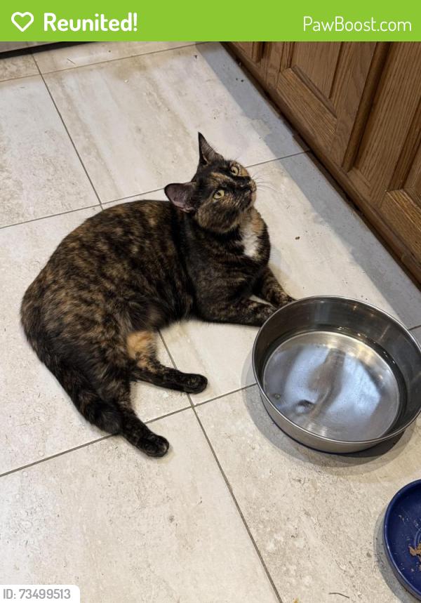 Reunited Female Cat last seen Coral Tree Court, Society Hill neighborhood, Trenton, NJ 08648