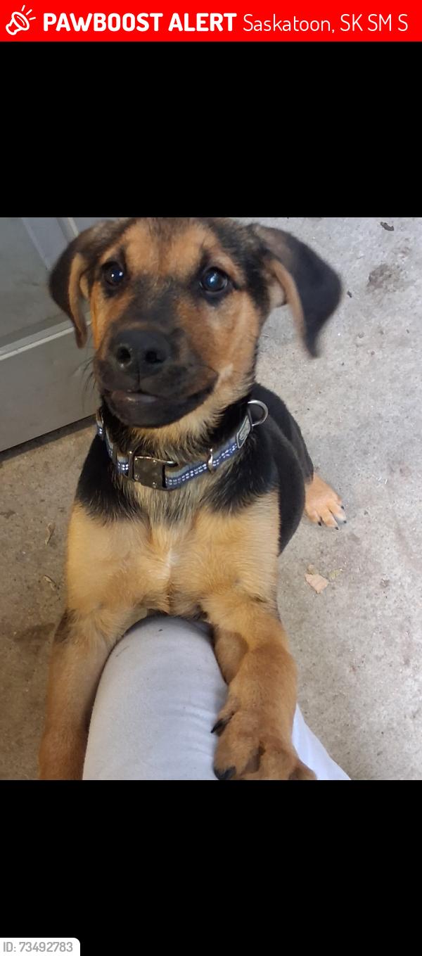 Lost Male Dog last seen Near ave e south, Saskatoon, SK S7M 1S1