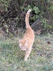 Reunited Female Cat last seen Haven & Seasons complexes in Candler, NC, Candler, NC 28715