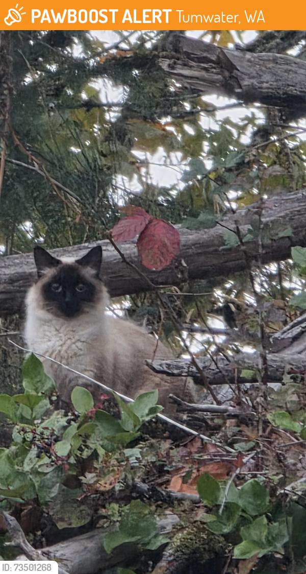 Found/Stray Unknown Cat last seen R W Johnson, sapp rd., Tumwater, WA 98512