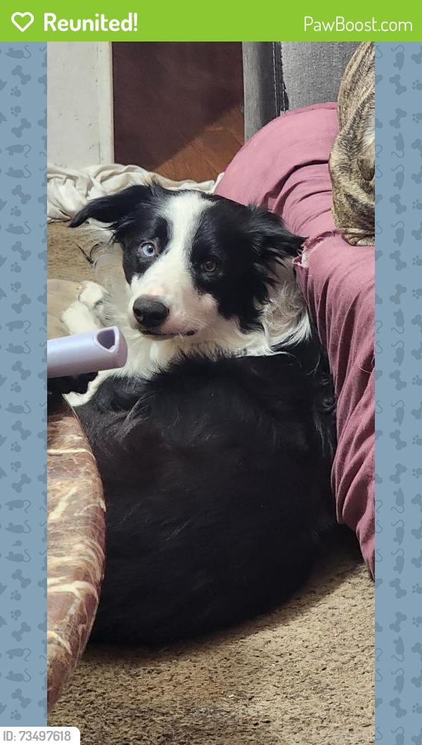 Reunited Male Dog last seen Se 59th and Eastern okc, Oklahoma City, OK 73129
