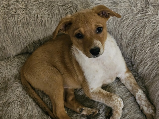 Shelter Stray Male Dog last seen W STOCKTON BLVD/ESCHINGER RD, 95757, 3839 Bradshaw Rd, Sacramento, CA 95827, USA