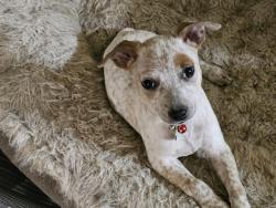 Shelter Stray Male Dog last seen W STOCKTON BLVD/ESCHINGER RD, 95757, 3839 Bradshaw Rd, Sacramento, CA 95827, USA