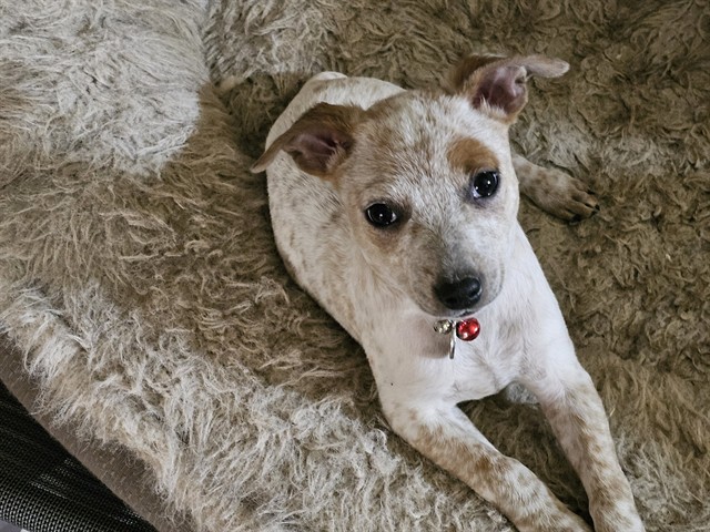 Shelter Stray Male Dog last seen W STOCKTON BLVD/ESCHINGER RD, 95757, 3839 Bradshaw Rd, Sacramento, CA 95827, USA