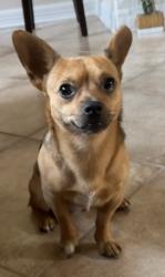 Reunited Male Dog last seen Rogers Road, Willis, TX 77378