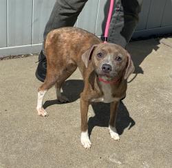 Shelter Stray Female Dog last seen Near BLOCK W. MADISON, 3528 Newburg Rd, Louisville, KY 40218, USA