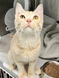 Shelter Stray Male Cat last seen CHARLOTTE, 8315 Byrum Dr, Charlotte, NC 28217, USA