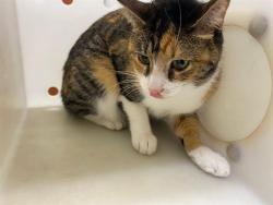 Shelter Stray Female Cat last seen Near BLOCK S KIRKWOOD AVE, 3839 W Burnham St, West Milwaukee, WI 53215, USA