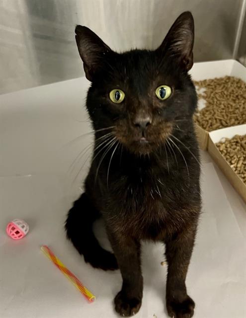 Shelter Stray Male Cat last seen CHARLOTTE, 8315 Byrum Dr, Charlotte, NC 28217, USA