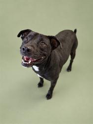 Shelter Stray Male Dog last seen JOHN E RANDAL RD, 1601 Airport Rd, Shelby, NC 28150, USA