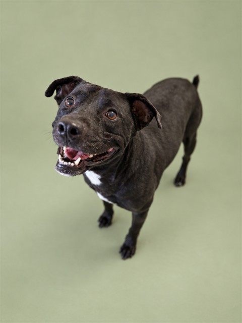 Shelter Stray Male Dog last seen JOHN E RANDAL RD, 1601 Airport Rd, Shelby, NC 28150, USA