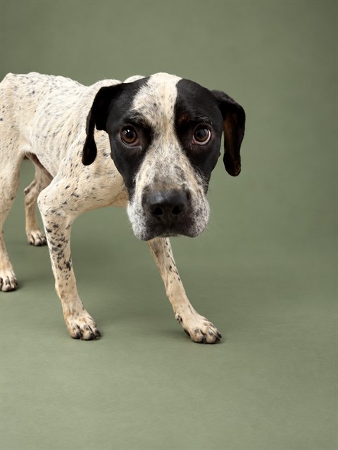 Shelter Stray Male Dog last seen Near BLOCK NEW HOPE RD, 1601 Airport Rd, Shelby, NC 28150, USA